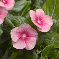 Light Pink Vinca Periwinkle Flower seeds for Planting - Sun Loving, Heirloom & GMO Free Seeds for Home Garden