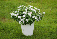 Vinca White Polka Dot Flower Seeds for Planting  Unique Annuals for Your Garden