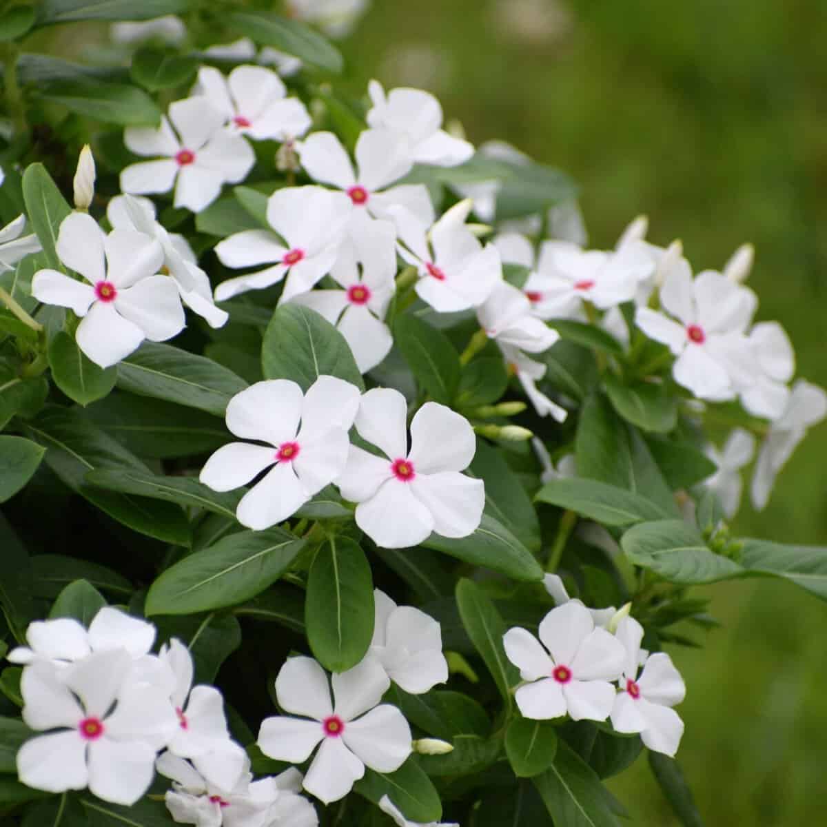 Vinca White Polka Dot Flower Seeds for Planting  Unique Annuals for Your Garden