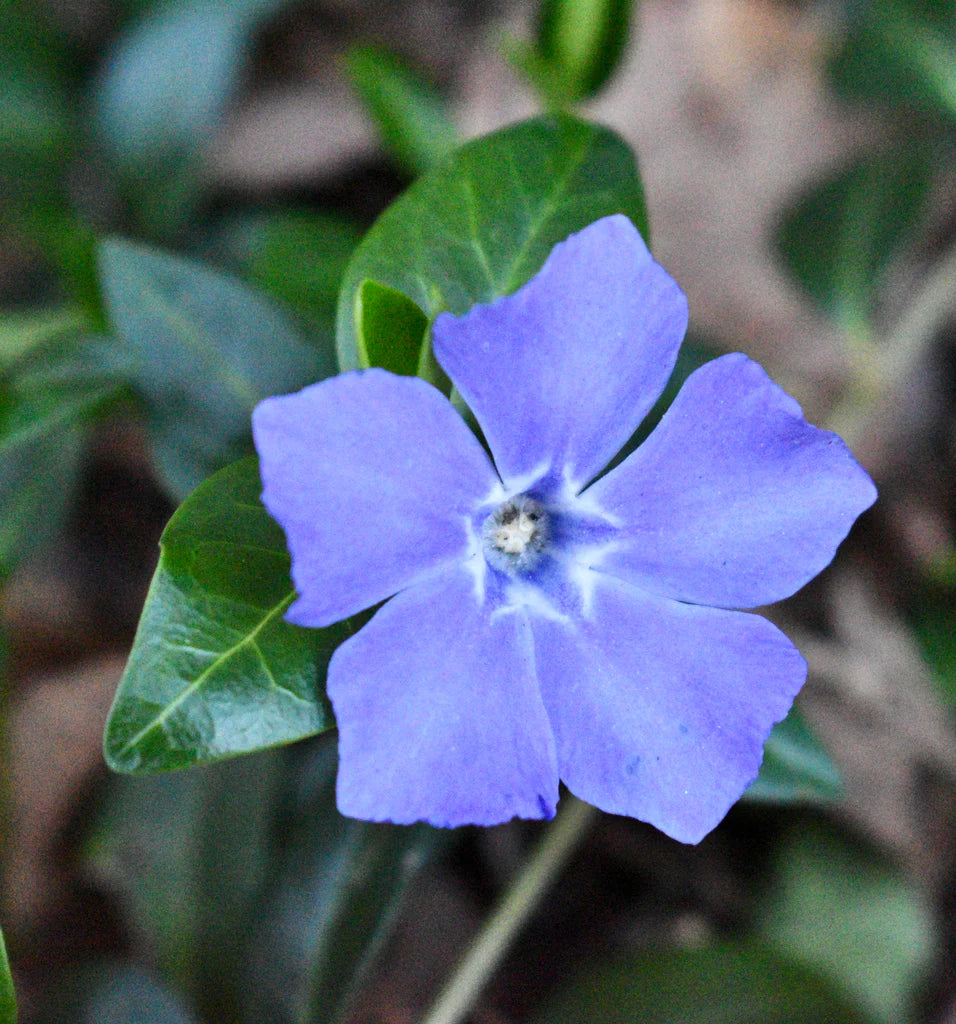 Blue Vinca Flower seeds for Planting Perfect for Borders Heirloom & GMO Free Seeds for Home Garden 
 
 Sale