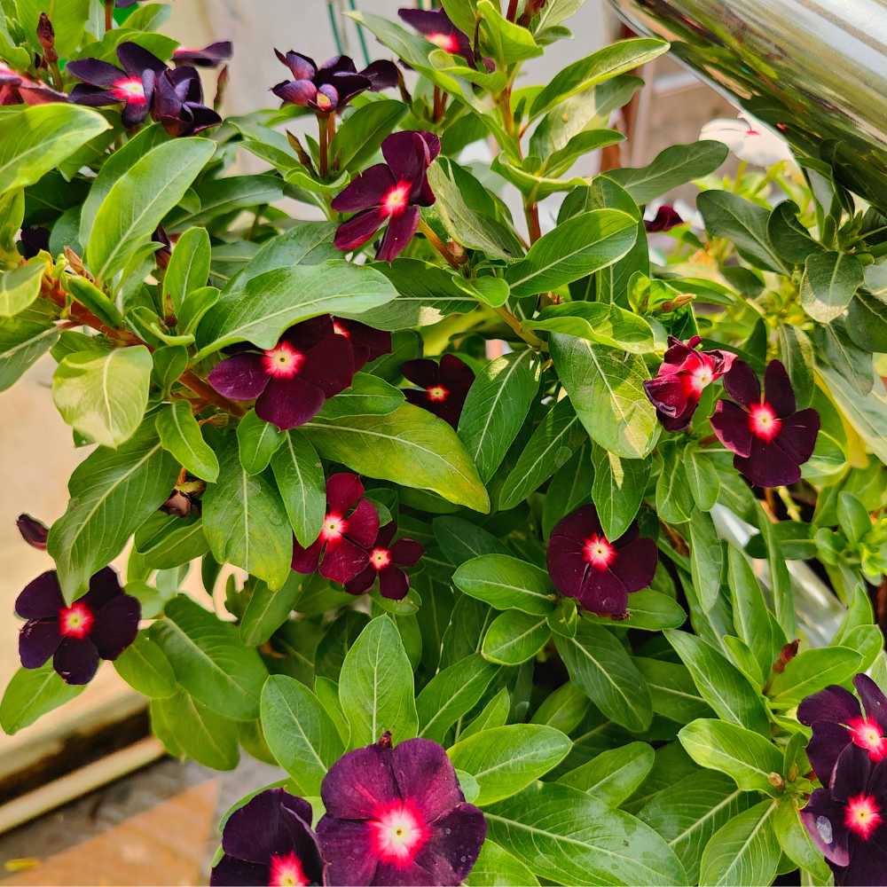 Vinca Periwinkle Flower seeds for Planting - Hardy Variety, Heirloom & GMO Free Seeds for Home Garden