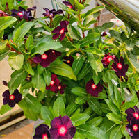 Vinca Periwinkle Flower seeds for Planting - Hardy Variety, Heirloom & GMO Free Seeds for Home Garden