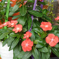 Orange Periwinkle Flower seeds for Planting - Pollinator Friendly, Heirloom & GMO Free Seeds for Home Garden