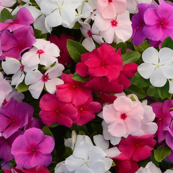 Vinca Periwinkle Flower seeds for Planting Fragrant Blossoms Heirloom & GMO Free Seeds for Home Garden