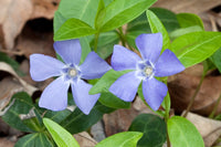 Blue Vinca Periwinkle Flower seeds for Planting - Seasonal Bloomer, Heirloom & GMO Free Seeds for Home Garden
 
 Sale