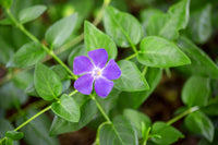 Violet Vinca Periwinkle Seeds for Planting - Beautiful Blooms