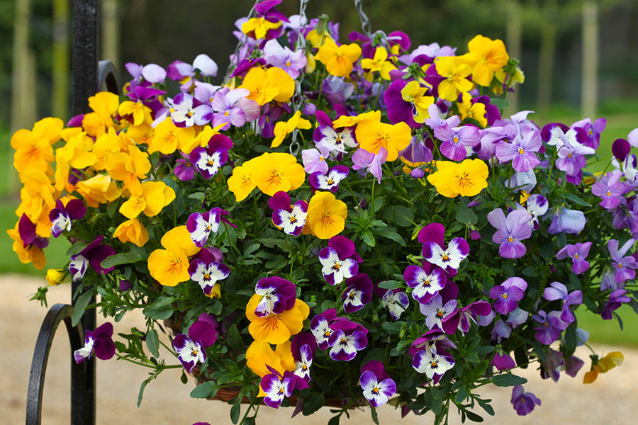 Non-GMO Viola Germania seeds