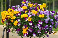 Non-GMO Viola Germania seeds
