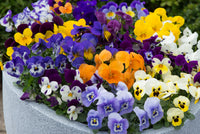 Mixed Viola Sorbet Flower seeds for Planting - Perfect for Borders, Heirloom & GMO Free Seeds for Home Garden