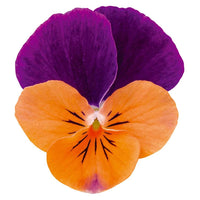 Purple Orange Pansy Flower seeds for Planting - Colorful Display, Heirloom & GMO Free Seeds for Home Garden