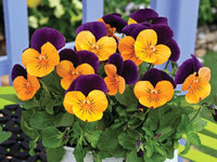 Purple Orange Pansy Flower seeds for Planting - Colorful Display, Heirloom & GMO Free Seeds for Home Garden