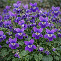 Purple Viola Charlotte Flower seeds for Planting Fragrant Blossoms Heirloom & GMO Free Seeds for Home Garden 
 
 Sale