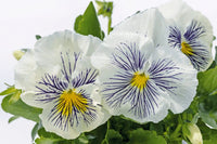 White Blue Wittrockiana Flower seeds for Planting - Easy to Grow, Heirloom & GMO Free Seeds for Home Garden