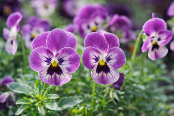 Violet Pansy Flower seeds for Planting - Compact Growth, Heirloom & GMO Free Seeds for Home Garden