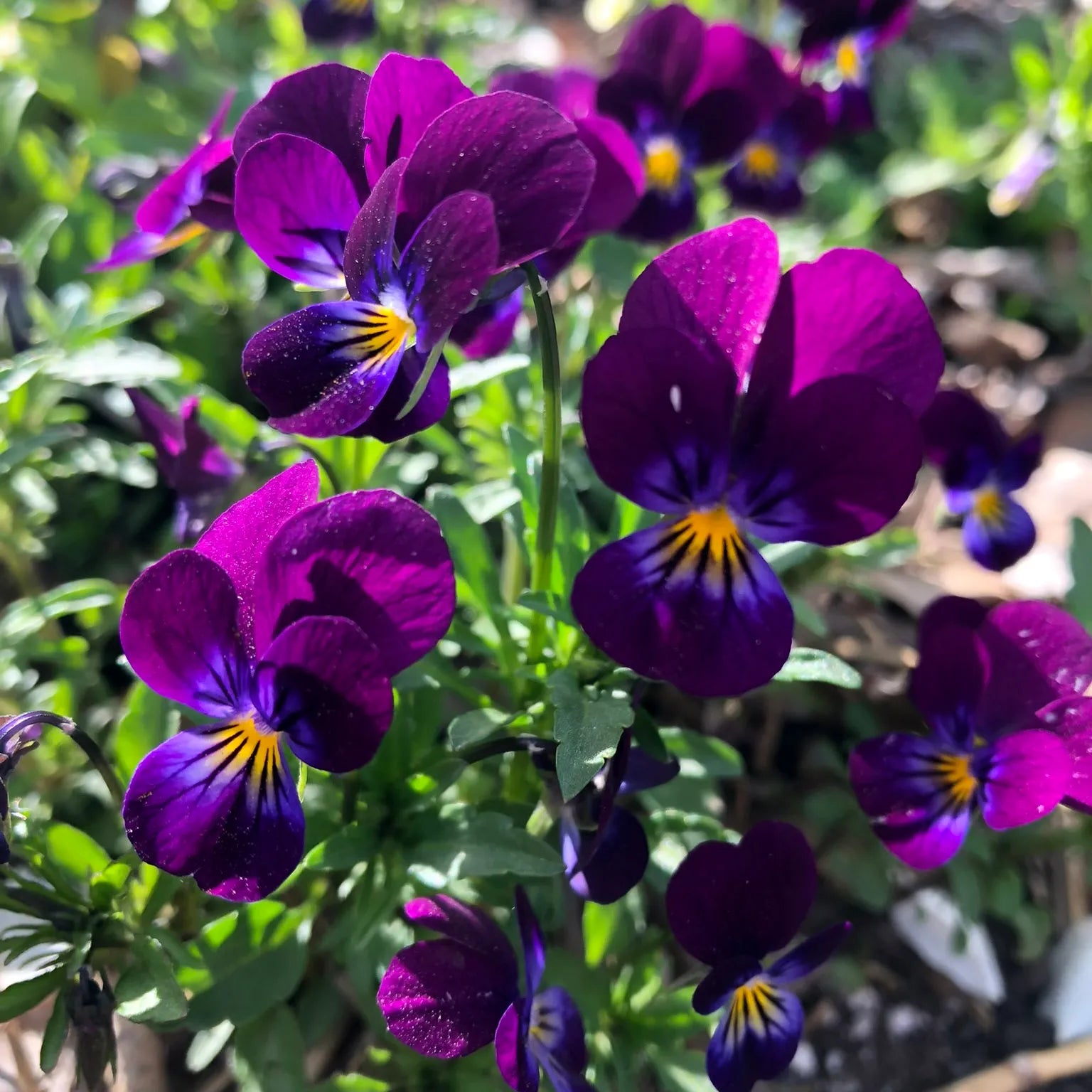 Viola Flower Seeds for Planting - Vibrant Blooms for Your Garden