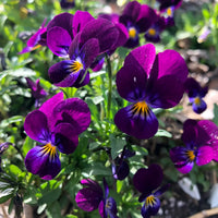 Viola Flower Seeds for Planting - Vibrant Blooms for Your Garden