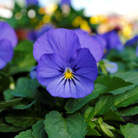 Viola Red Blue Flower seeds for Planting - Premium Quality, Heirloom & GMO Free Seeds for Home Garden