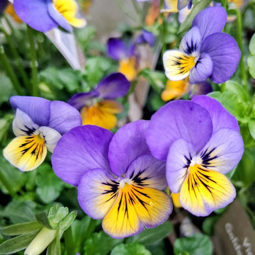 Viola Flower Seeds for Planting - Vibrant Blooms for Your Garden