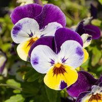 Violet Johnny Flower seeds for Planting - Bright Blooms, Heirloom & GMO Free Seeds for Home Garden