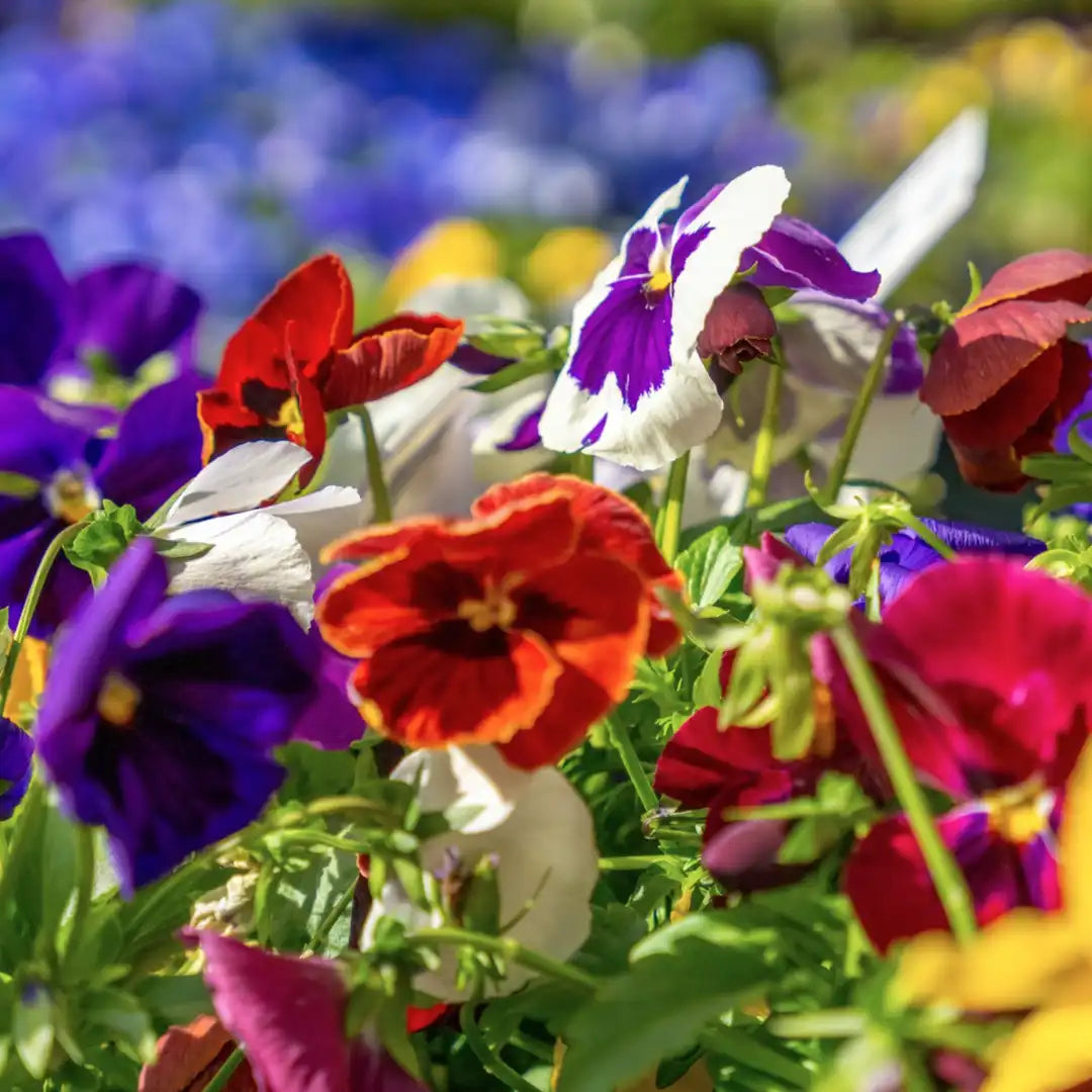 Viola Flower Seeds for Planting - Vibrant Blooms for Your Garden