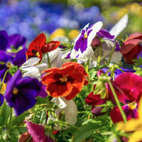 Viola Flower Seeds for Planting - Vibrant Blooms for Your Garden