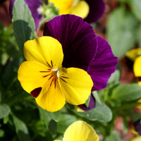 Tricolor Pansy Flower seeds for Planting - Cut Flower Favorite, Heirloom & GMO Free Seeds for Home Garden