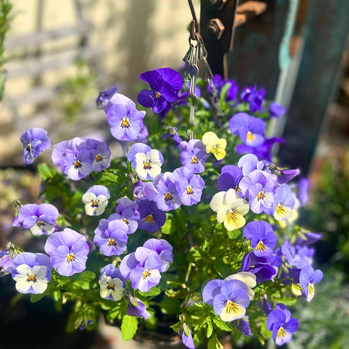 Viola Flower Seeds for Planting - Vibrant Blooms for Your Garden