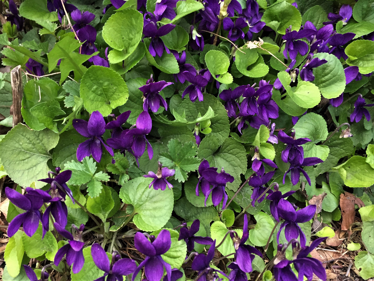 Clarkia Passion Viola Seeds for Beautiful Violet Flowers