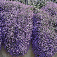 Ornamental Violet Aubrieta Cultorum flowering plant