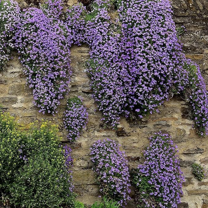 High germination Violet Aubrieta Cultorum seeds