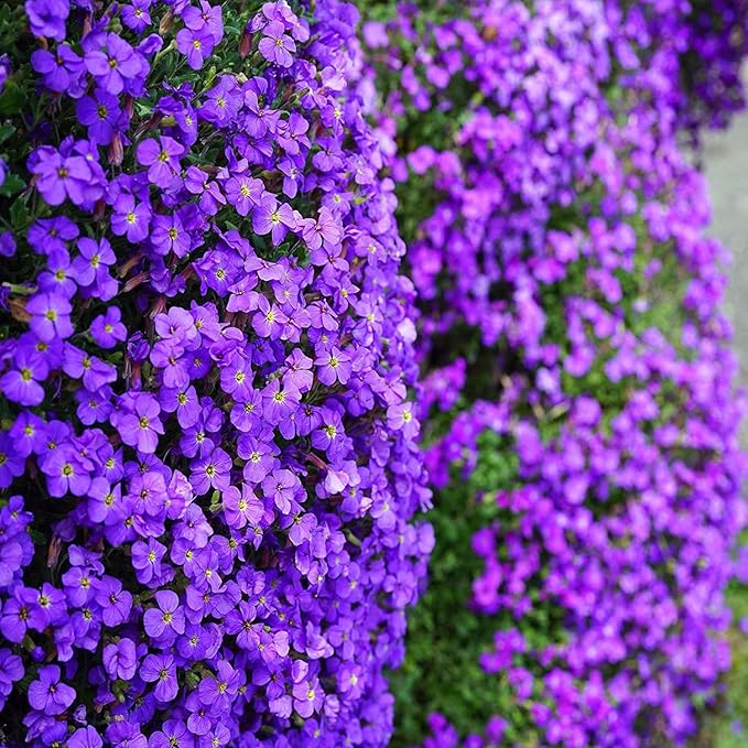 Non GMO Violet Aubrieta Cultorum seeds