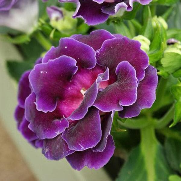 Non GMO Violet Gloxinia seeds