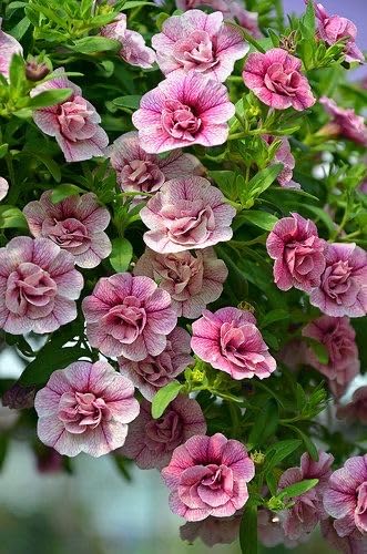 Ornamental Violet White Double Petunia plant