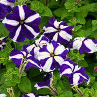 Violet White Petunia in hanging basket display