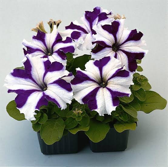 Violet White Petunia Flower seeds for planting