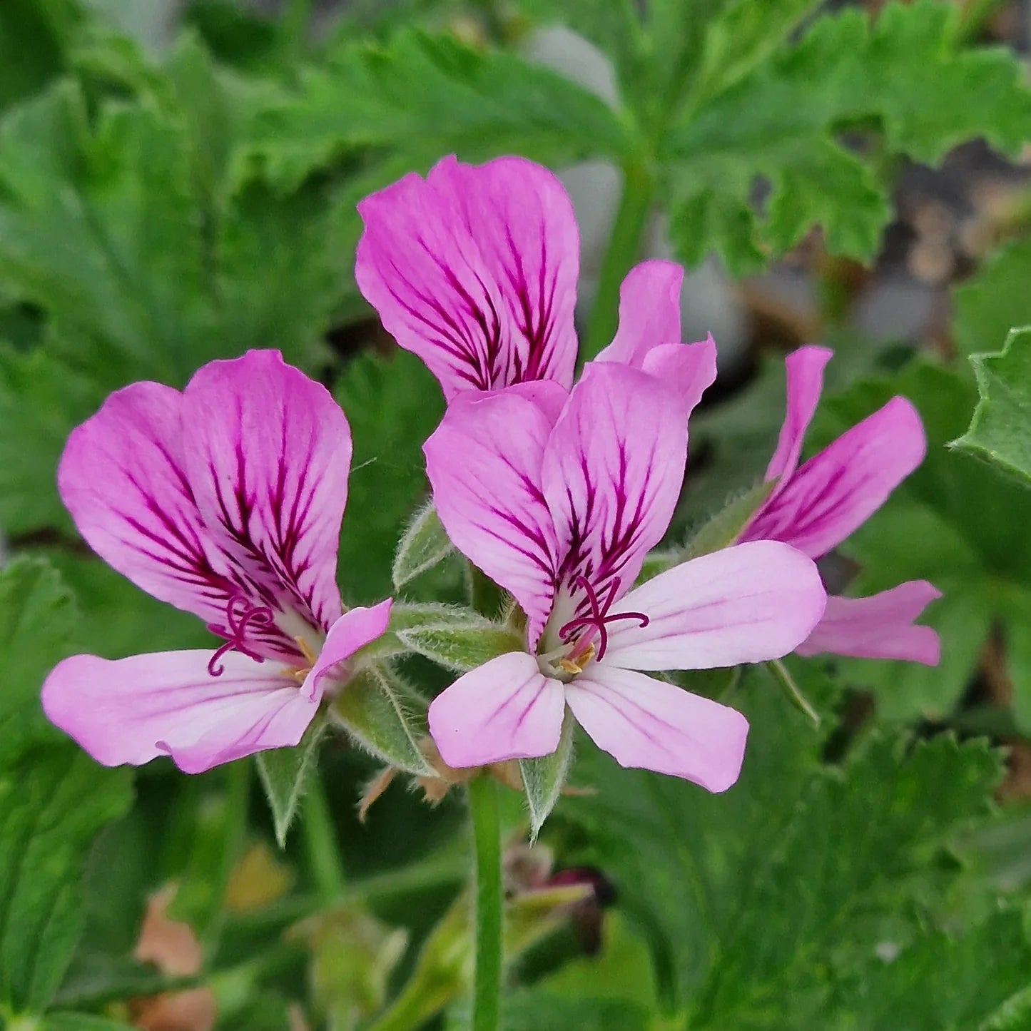 Violet Geranium Pelargonium Flower Seeds for Planting Vibrant Colors Heirloom & GMO Free Seeds for Home Garden
 
 Sale