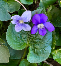 Purple White Viola Flower seeds for Planting - Shade Tolerant, Heirloom & GMO Free Seeds for Home Garden