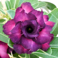 Burgundy Adenium Obesum Flower Seeds for Planting Shade Tolerant Heirloom & GMO Free Seeds for Home Garden
 
 Sale