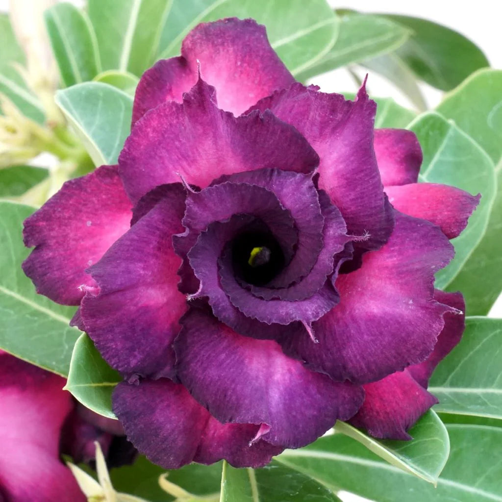 Purple Adenium Flower seeds for Planting - Shade Tolerant, Heirloom & GMO Free Seeds for Home Garden