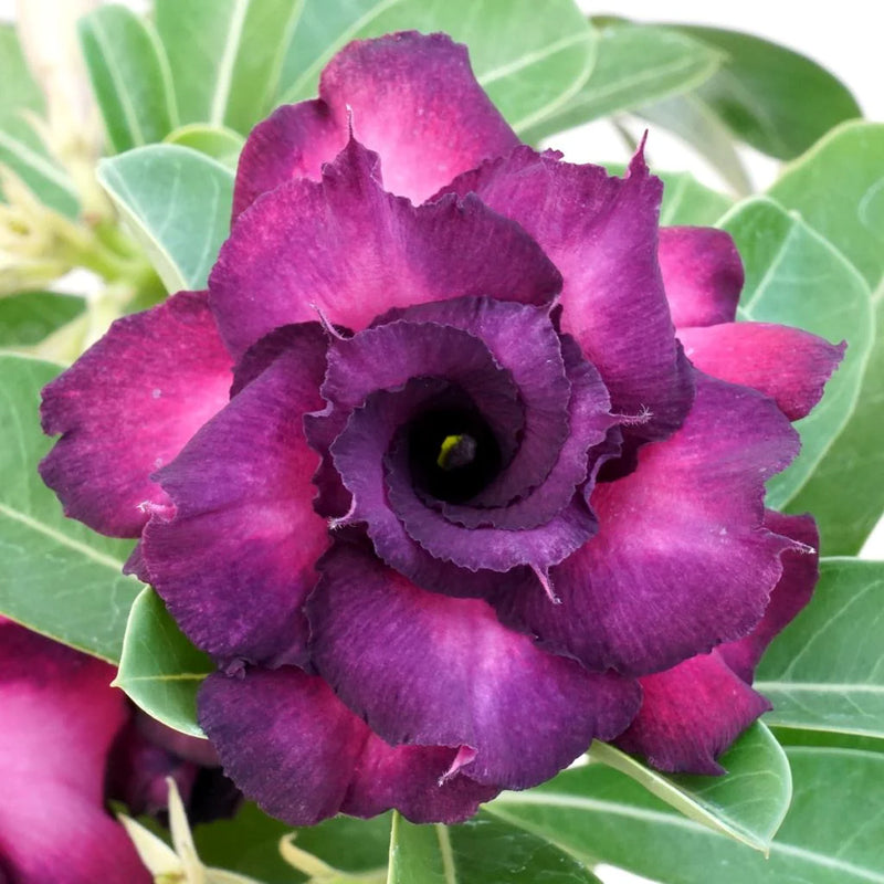 Purple Adenium Flower seeds for Planting - Shade Tolerant, Heirloom & GMO Free Seeds for Home Garden