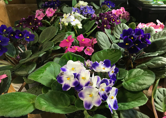 African Saintpaulia Flower Seeds - Flower seeds for Planting - Bright Blooms, Heirloom & GMO Free Seeds for Home Garden