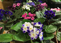 African Saintpaulia Flower Seeds - Flower seeds for Planting - Bright Blooms, Heirloom & GMO Free Seeds for Home Garden