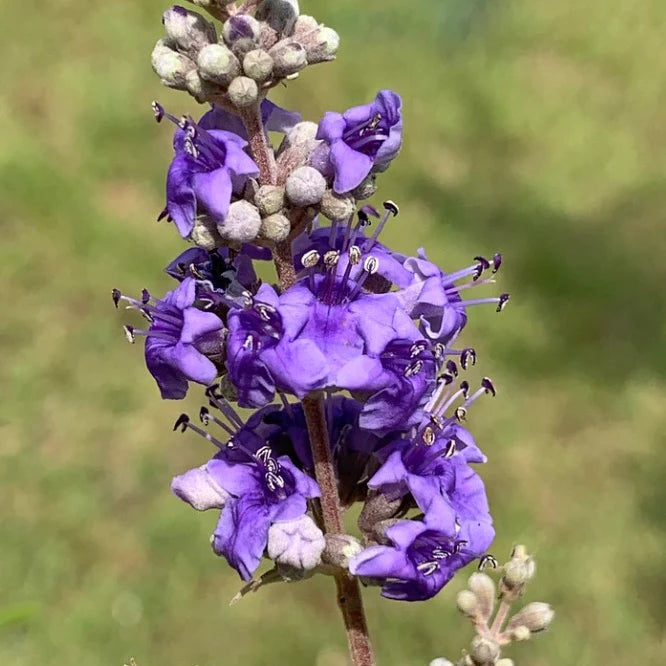 Purple Vitex Agnus Flower seeds for Planting - Drought Tolerant, Heirloom & GMO Free Seeds for Home Garden