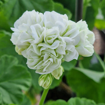 Light Green Geranium Seeds for Planting - Add Color to Your Space