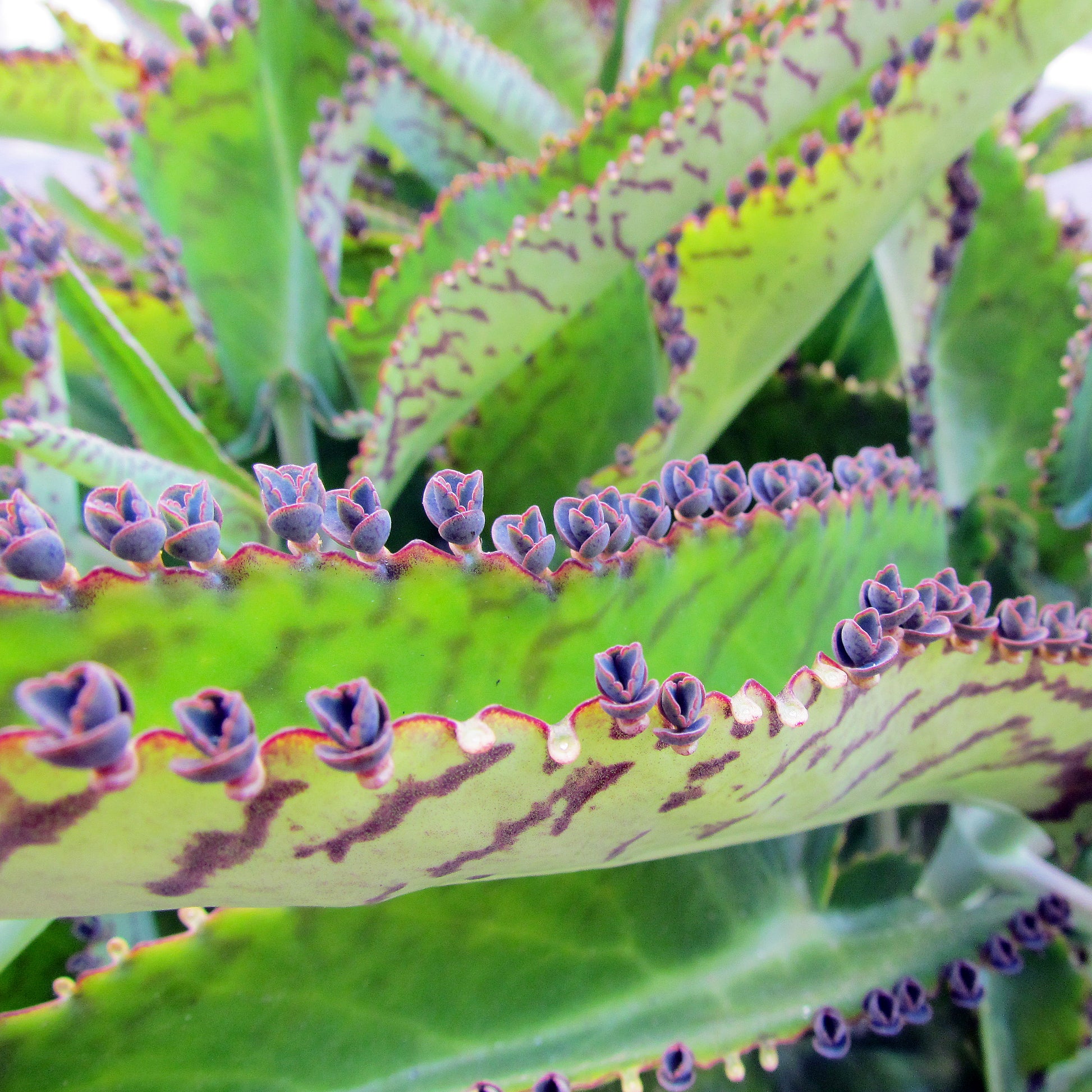 Kalanchoe Daigremontiana Flower seeds for Planting - Pollinator Friendly, Heirloom & GMO Free Seeds for Home Garden