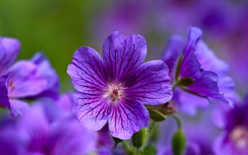 Soft Pink Mini Violet Rare Flower Seeds for Planting Vibrant Colors Heirloom & GMO Free Seeds for Home Garden
 
 Sale