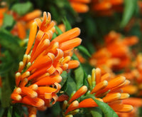 Orange Cape Honeysuckle Flower seeds for Planting Wildflower Mix Heirloom & GMO Free Seeds for Home Garden 
 
 Sale