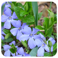 Vinca Minor Flower seeds for Planting - Perfect for Borders, Heirloom & GMO Free Seeds for Home Garden