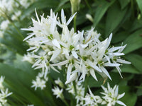 Ramsons Flower seeds for Planting - Perfect for Borders, Heirloom & GMO Free Seeds for Home Garden