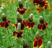 Ratibida Flower seeds for Planting Long Bloom Season Heirloom & GMO Free Seeds for Home Garden